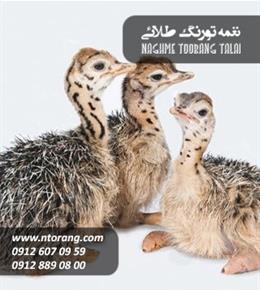 جوجه شتر مرغ یک روزه (هچری)